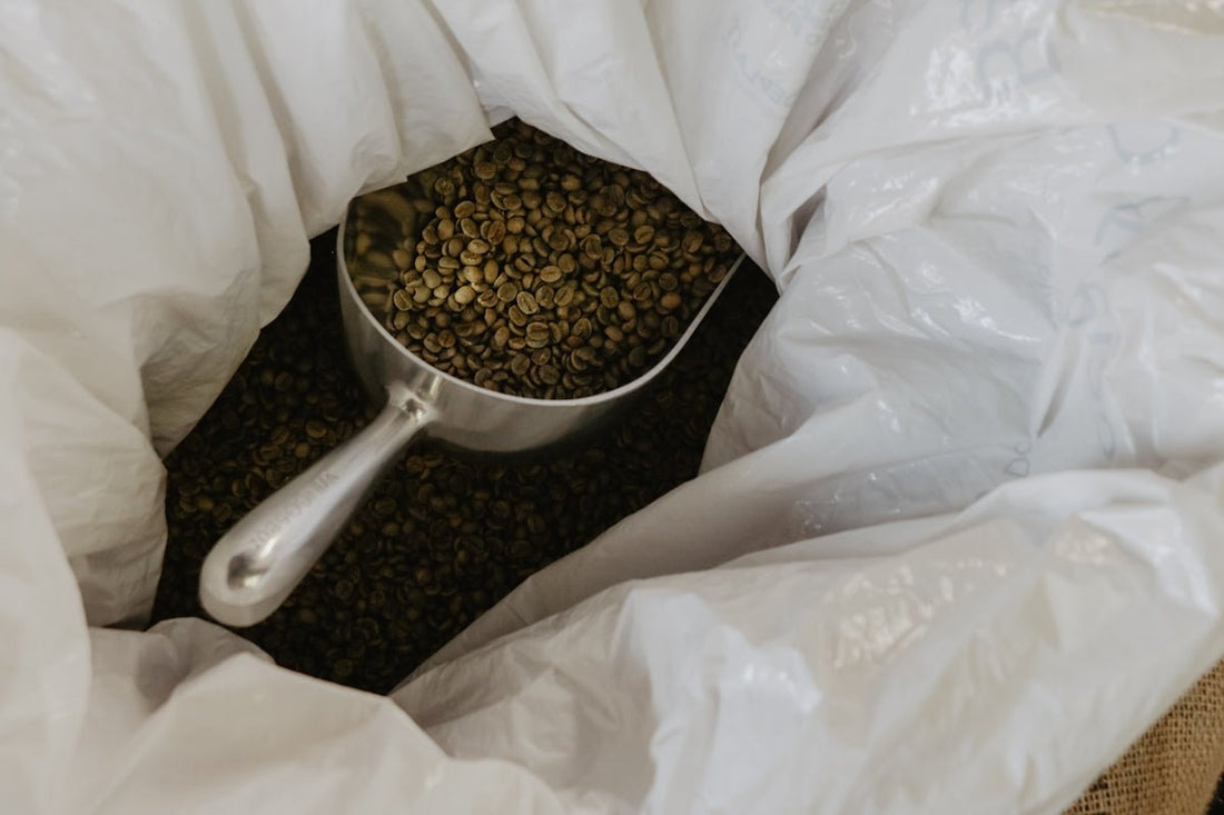 Green Coffee Insights: Harvest Timelines You Should Know - ROASTIKA