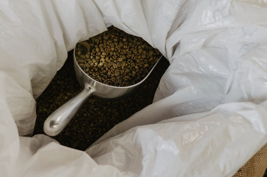 Green Coffee Insights: Harvest Timelines You Should Know - ROASTIKA