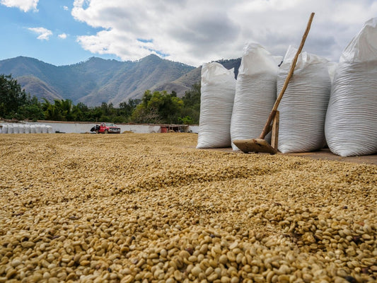 Green Coffee Shipment Challenges and Proven Solutions for Importers - ROASTIKA