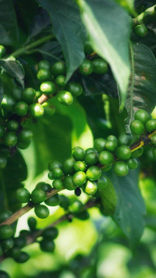 Historical Evolution of Green Coffee HarvinnaqMIT timelines and Shipment Coordination - ROASTIKA