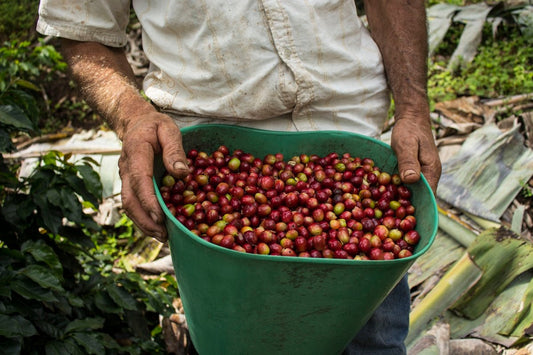 How Historical Patterns Influence Green Coffee Harvests in Key Regions - ROASTIKA