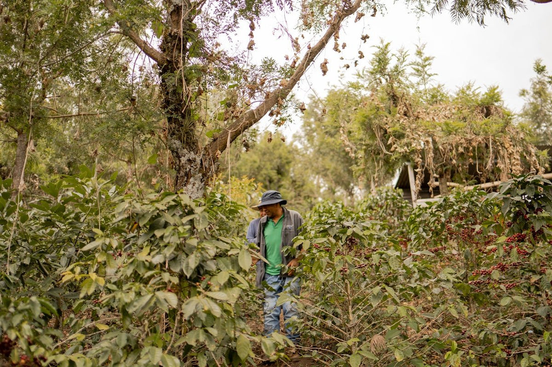 How Origin Affects Green Coffee Shipment Schedules - ROASTIKA