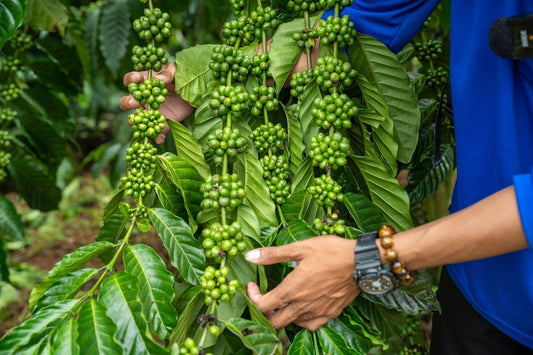 How Seasonal Patterns Impact Green Coffee Harvesting and Delivery - ROASTIKA