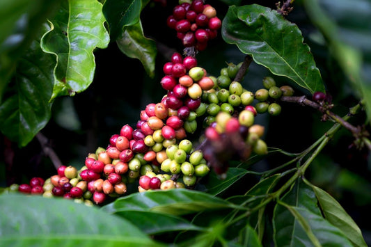 How Seasonality Impacts the Scheduling of Unroasted Green Coffee Shipments and Harvests - ROASTIKA