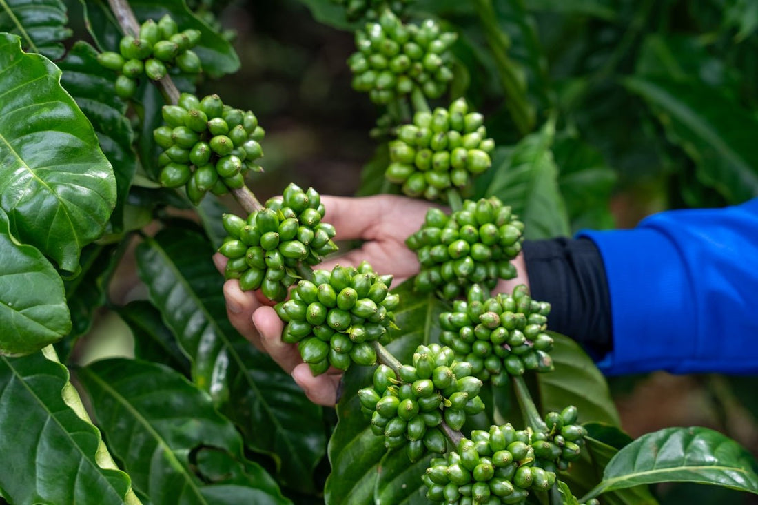 How Timing in Green Coffee Harvesting Differs by Origin - ROASTIKA