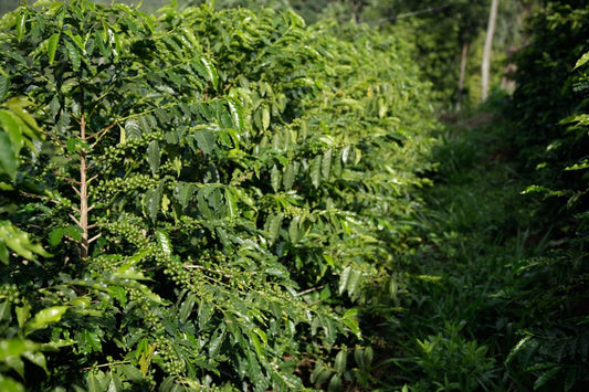 How to Align Your Green Coffee Orders with Global Harvest Times - ROASTIKA