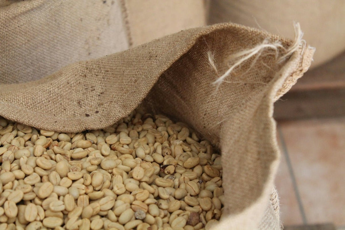 How to Align Your Orders with Green Coffee Harvest Schedules - ROASTIKA