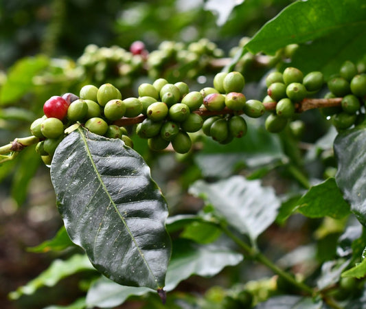 How to Efficiently Plan Your Unroasted Green Coffee Orders - ROASTIKA