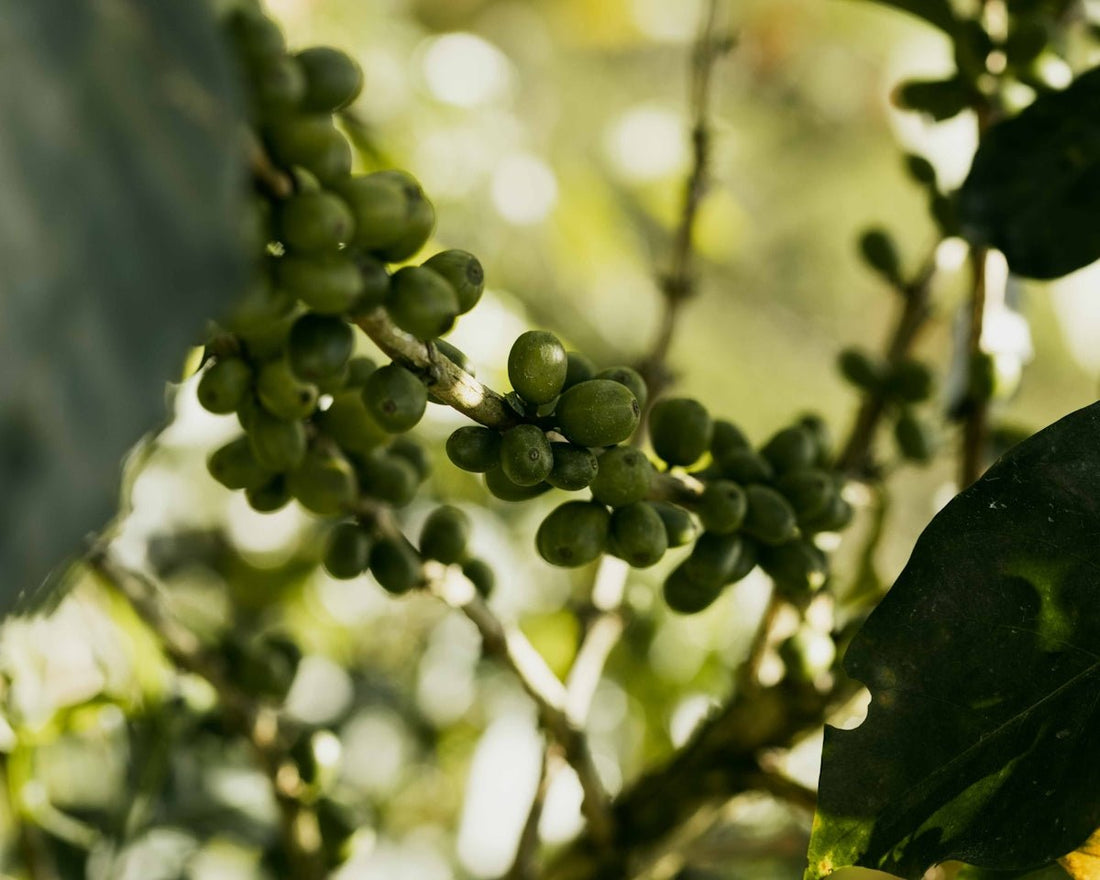 How-to Guide: Optimizing Supply Chains for Green Coffee Arrivals by Region - ROASTIKA