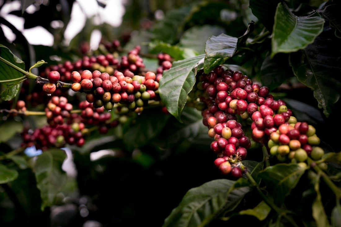 How to Navigate the Complexities of Green Coffee Harvest Seasons - ROASTIKA