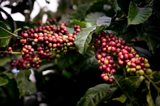 How to Navigate the Complexities of Green Coffee Harvest Seasons - ROASTIKA