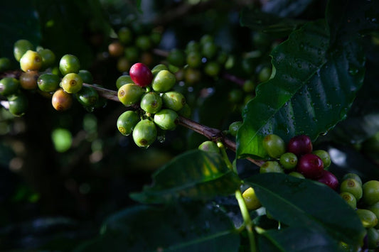 Keep Your Green Coffee Supply Chain Smooth Essential Tips - ROASTIKA