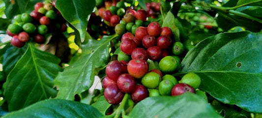 Key Differences in Green Coffee Harvesting Across Various Origins - ROASTIKA