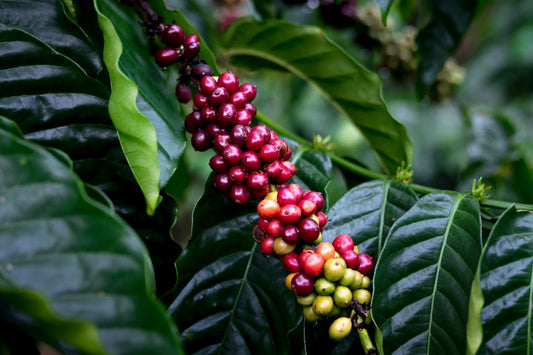 Key Factors to Ensure Successful Green Coffee Arrival from Various Origins - ROASTIKA