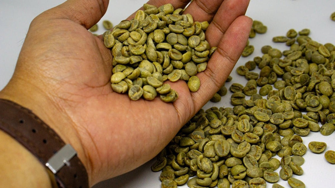 Key Insights into Green Coffee Growing and Gathering Times - ROASTIKA