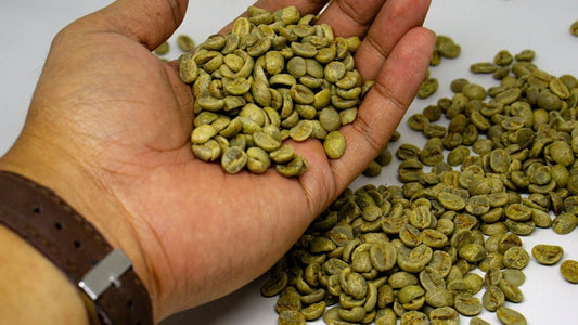 Key Insights into Green Coffee Growing and Gathering Times - ROASTIKA