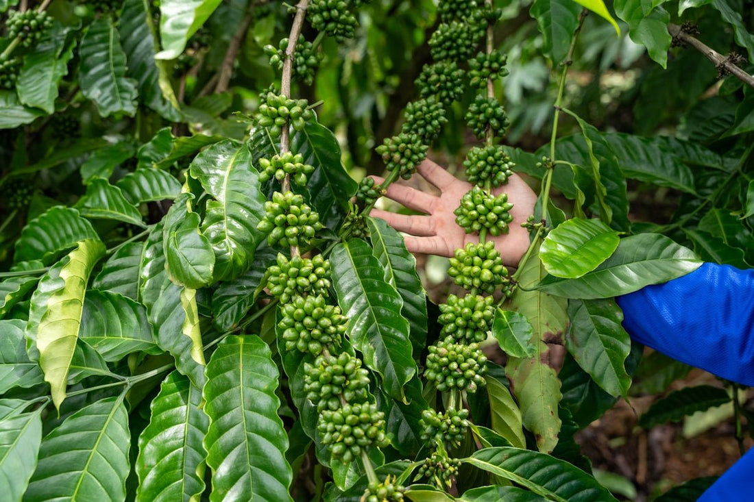 Managing Green Coffee Inventory with Precision from Farm to Warehouse - ROASTIKA