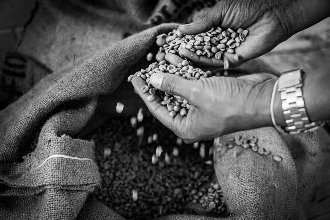 Maximize Your Coffee Business by Understanding Harvest Timelines - ROASTIKA