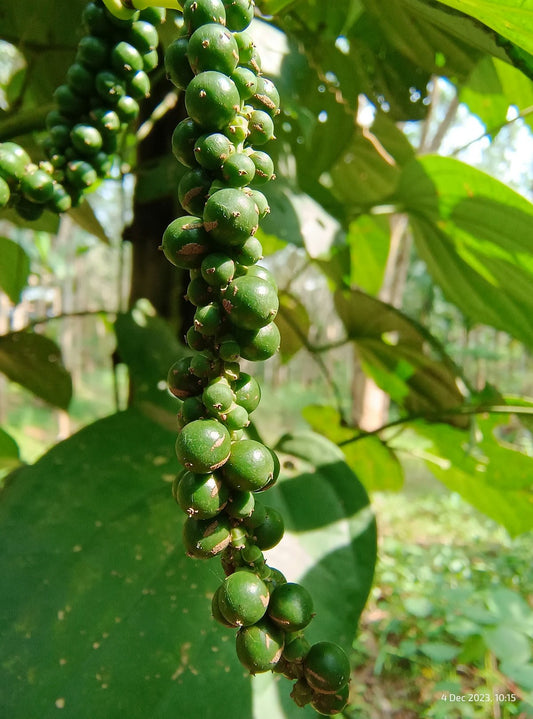 Maximize Your Green Coffee Business Skills by Knowing Harvest Timelines - ROASTIKA
