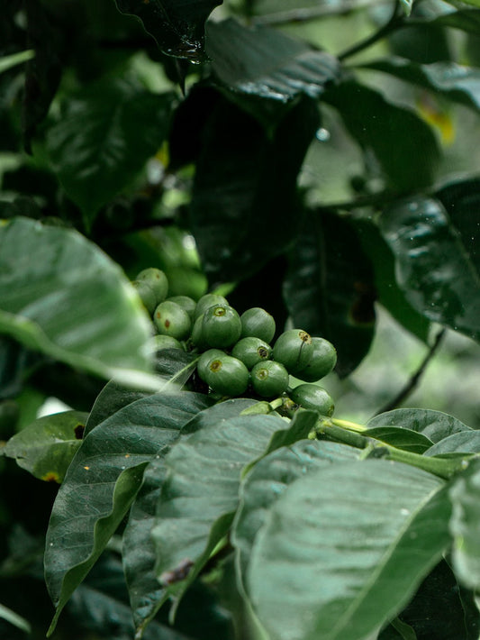 Navigate Global Green Coffee Harvest Times with Ease - ROASTIKA