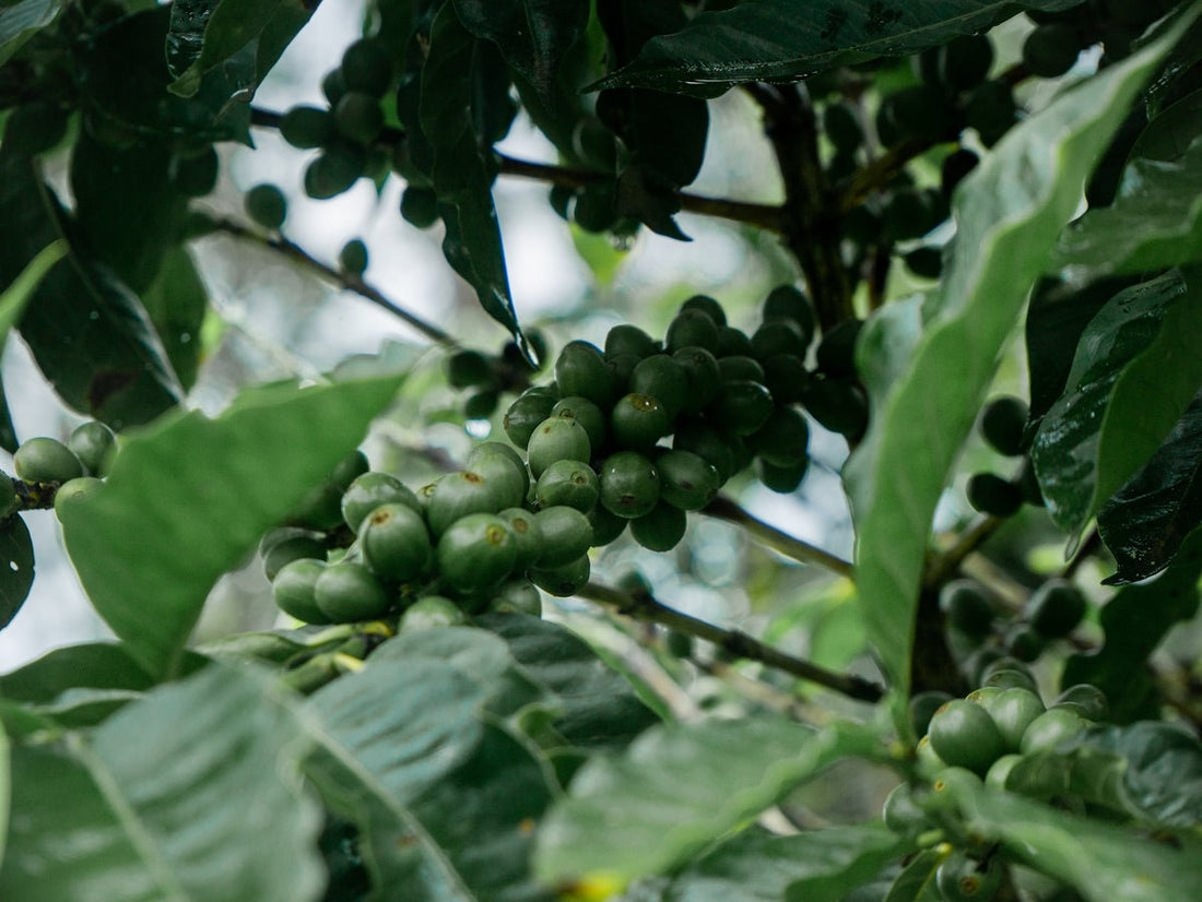 Navigating Green Coffee Harvest and Shipment with Efficiency and Precision - ROASTIKA