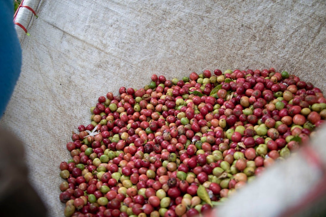 Navigating the Intricacies of Green Coffee Harvest Timeframes by Origin - ROASTIKA