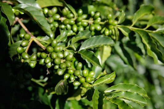 Optimize Unroasted Green Coffee Arrival at its Freshest Moment - ROASTIKA