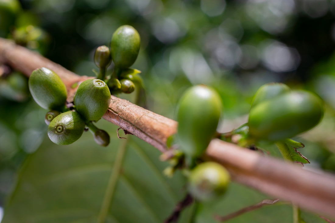 Decoding Green Coffee Harvesting Know When and Where - ROASTIKA