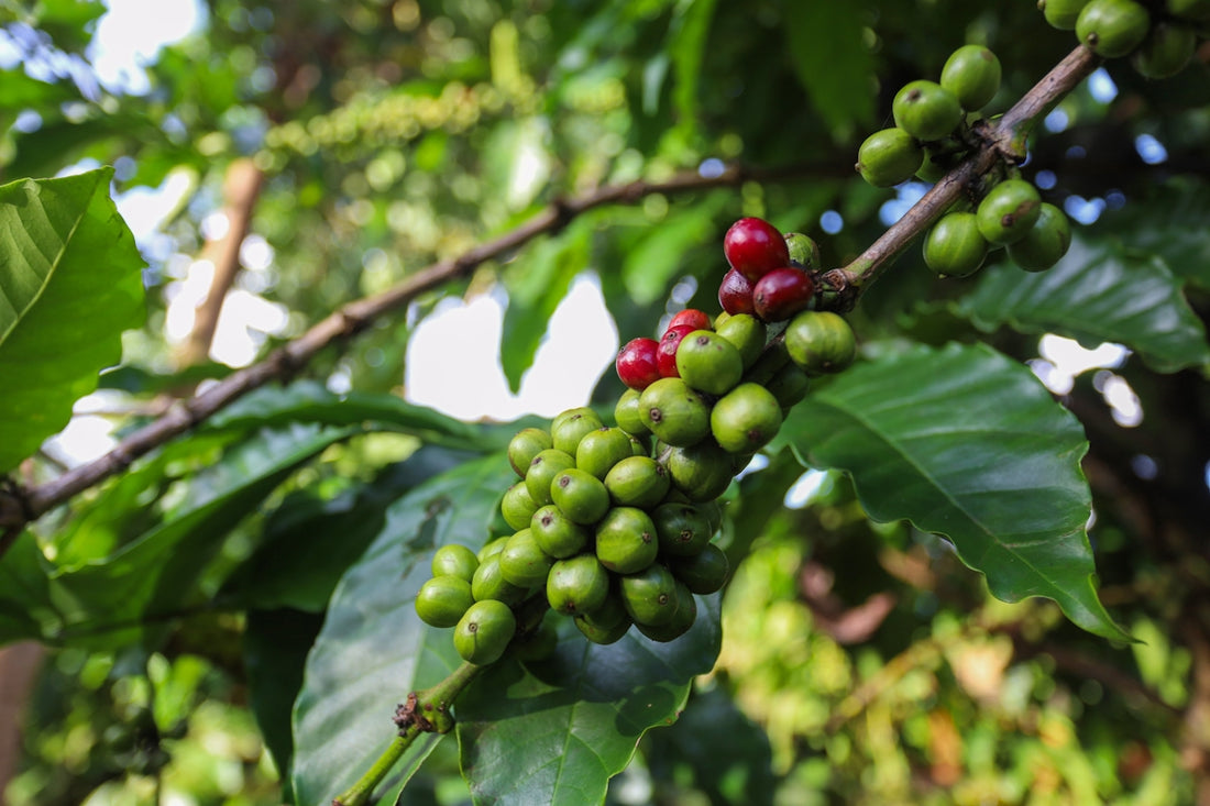 Streamline Your Coffee Orders Best Harvesting Practices - ROASTIKA