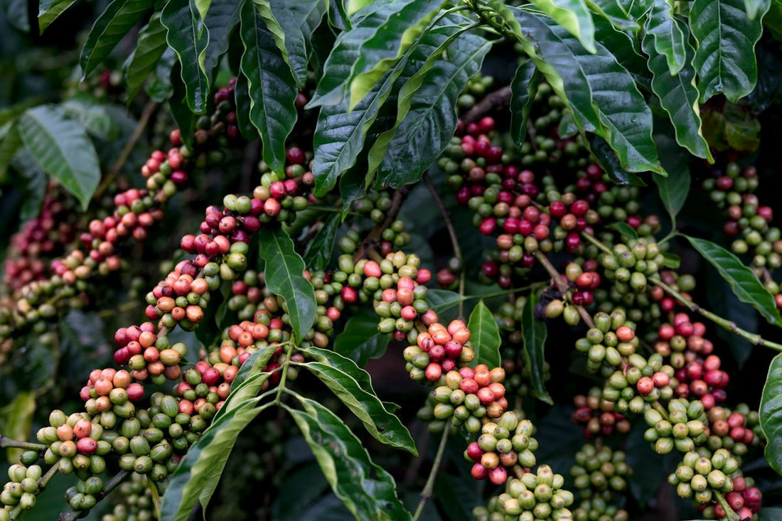 Planning Your Green Coffee Inventory for Optimal Freshness - ROASTIKA
