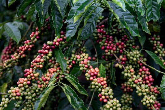 Planning Your Green Coffee Inventory for Optimal Freshness - ROASTIKA