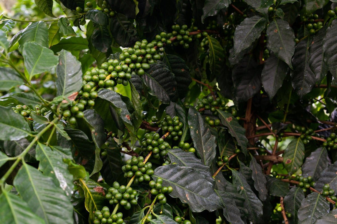 Problems and Solutions in the Unroasted Green Coffee Supply Chain - ROASTIKA