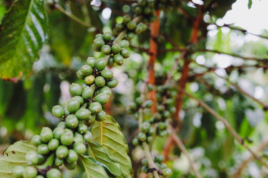 Questions Answered About Green Coffee Seasons and Shipments - ROASTIKA