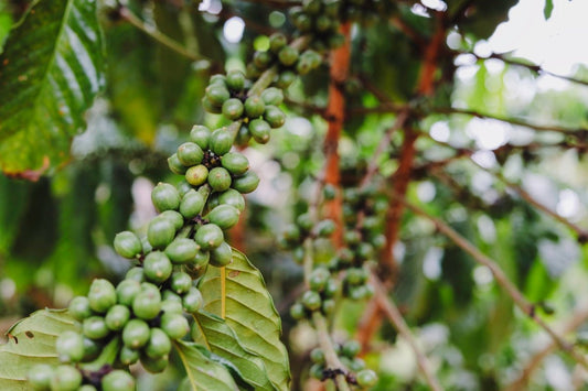 Questions Answered About Green Coffee Seasons and Shipments - ROASTIKA