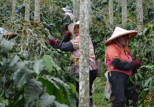 Regional Variations in Unroasted Coffee Harvests and Their Impact on Schedules - ROASTIKA