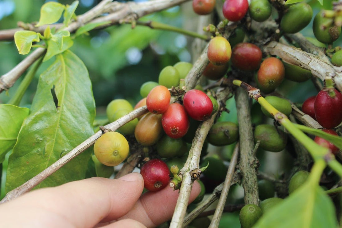 Simplified Guide to Green Coffee's Harvesting and Shipping Timelines - ROASTIKA