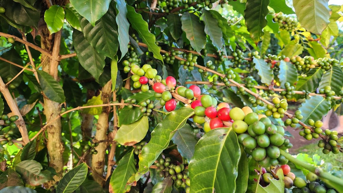 Solving Common Problems in Green Coffee Shipment and Harvesting Timelines - ROASTIKA