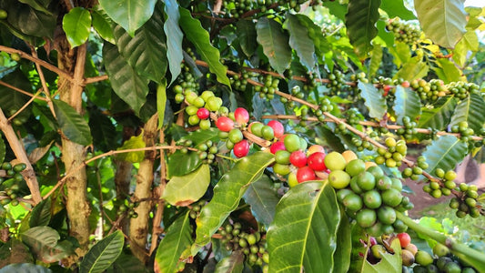 Solving Common Problems in Green Coffee Shipment and Harvesting Timelines - ROASTIKA
