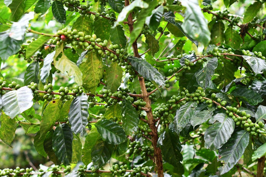 Step-by-Step Guide to Aligning Green Coffee Orders According to Harvests - ROASTIKA