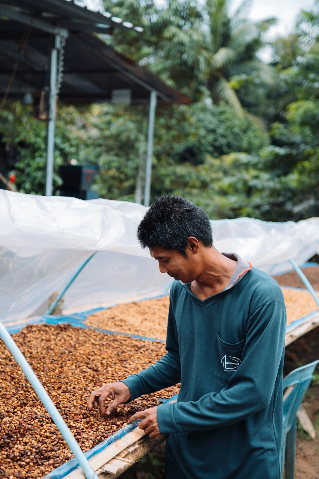 Step-by-Step Guide to Coordinating Unroasted Coffee Shipments by Harvest Season - ROASTIKA