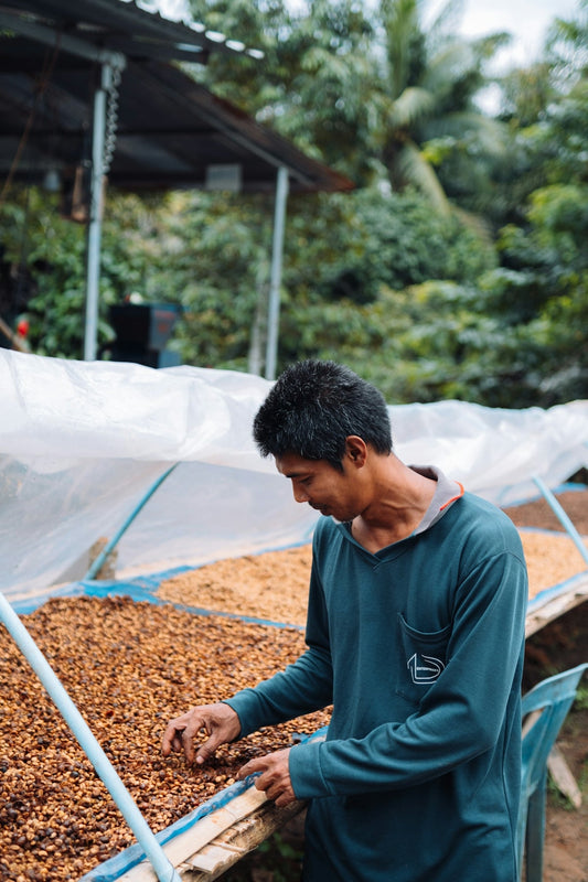 Step-by-Step Guide to Coordinating Unroasted Coffee Shipments by Harvest Season - ROASTIKA