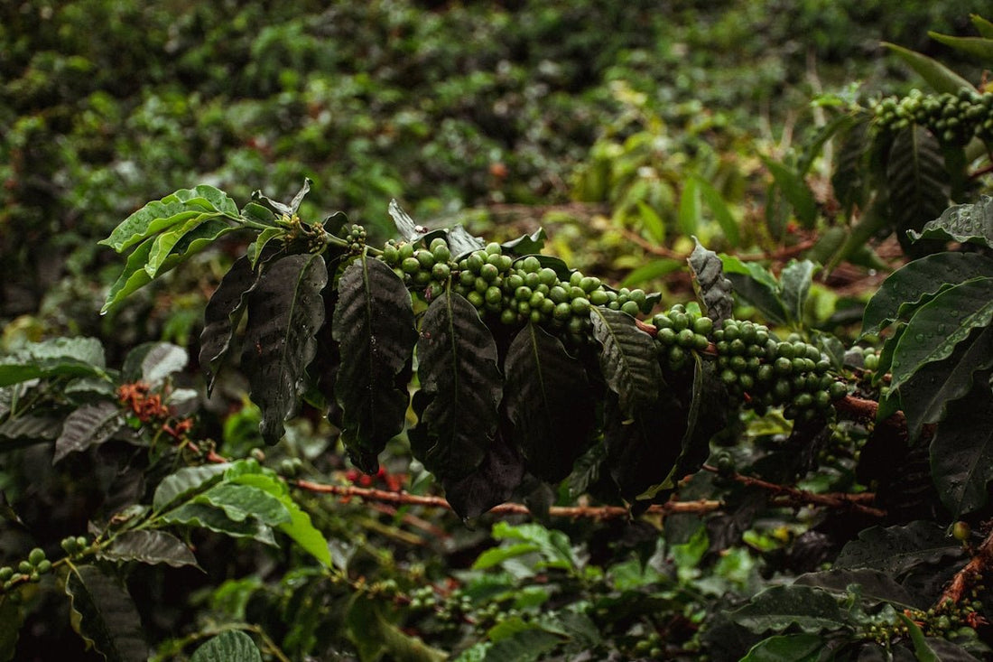 Ten Key Facts About Green Coffee Harvesting from Different Origins - ROASTIKA