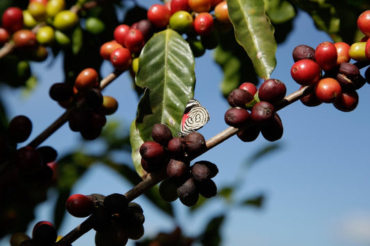 The Art of Coordinating Green Coffee Shipments According to Harvest Time from Around the World - ROASTIKA