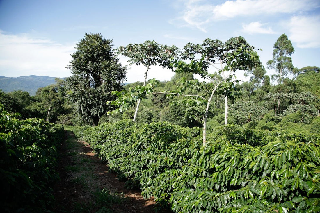 The Art of Strategically Planning Green Coffee Shipments by Region - ROASTIKA