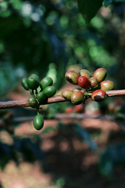 The Essential Checklist for Organizing Your Green Coffee Shipments and Harvest Timing - ROASTIKA
