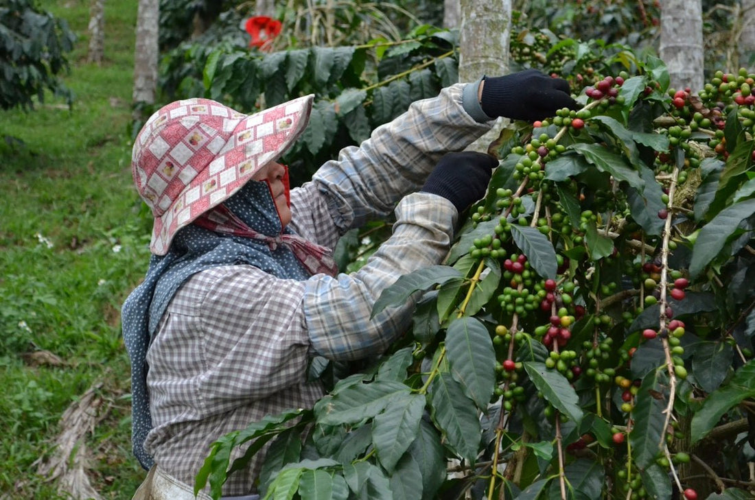 The Influence of Regional Harvest Seasons on Unroasted Coffee Shipments - ROASTIKA