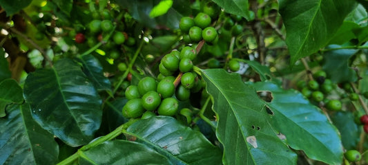 The Untold Story of Unroasted Green Coffee Harvest Timelines Worldwide - ROASTIKA