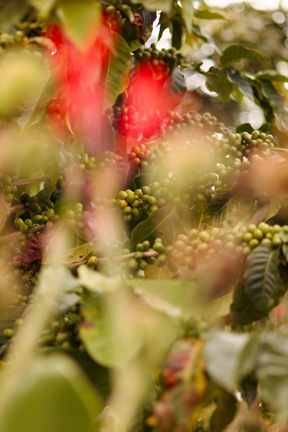 The Value of Learning About Global Green Coffee Harvests and Shipping - ROASTIKA