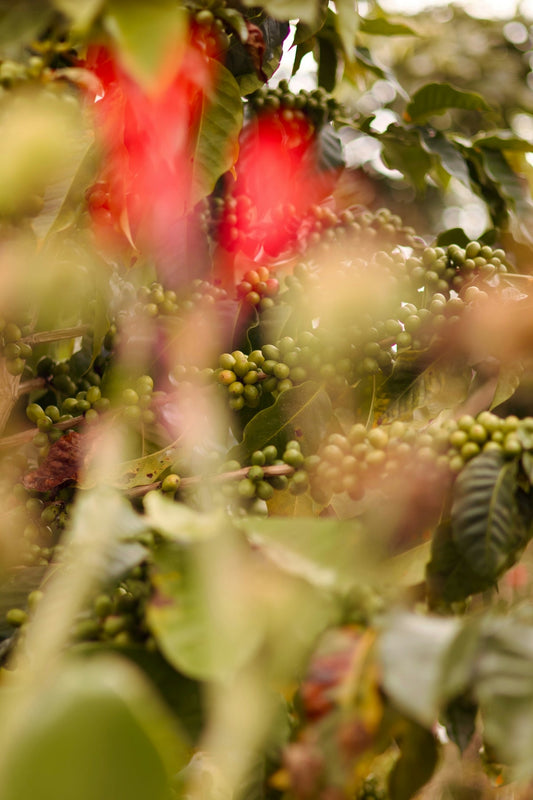 The Value of Learning About Global Green Coffee Harvests and Shipping - ROASTIKA