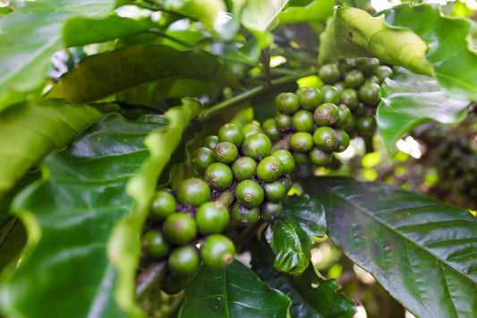 Timing Strategies for Successful Green Coffee Purchases - ROASTIKA